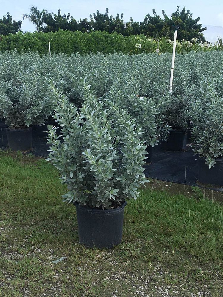 conocarpus-erectus-sericeus-silver-buttonwood