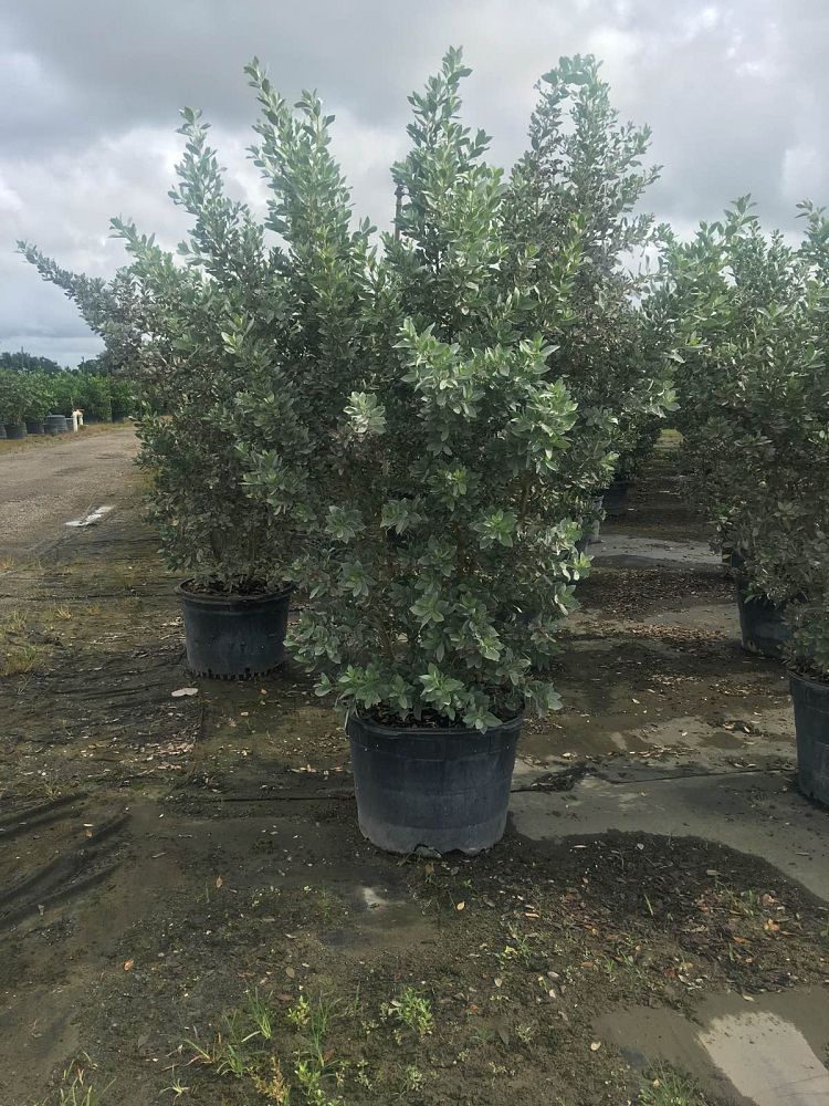 conocarpus-erectus-sericeus-silver-buttonwood