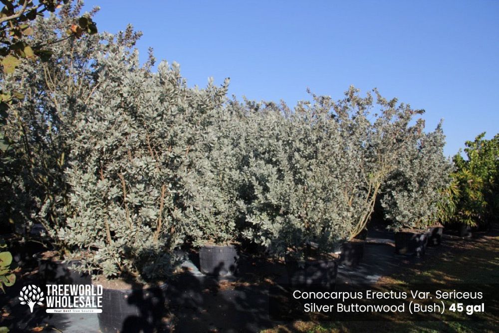 conocarpus-erectus-sericeus-silver-buttonwood