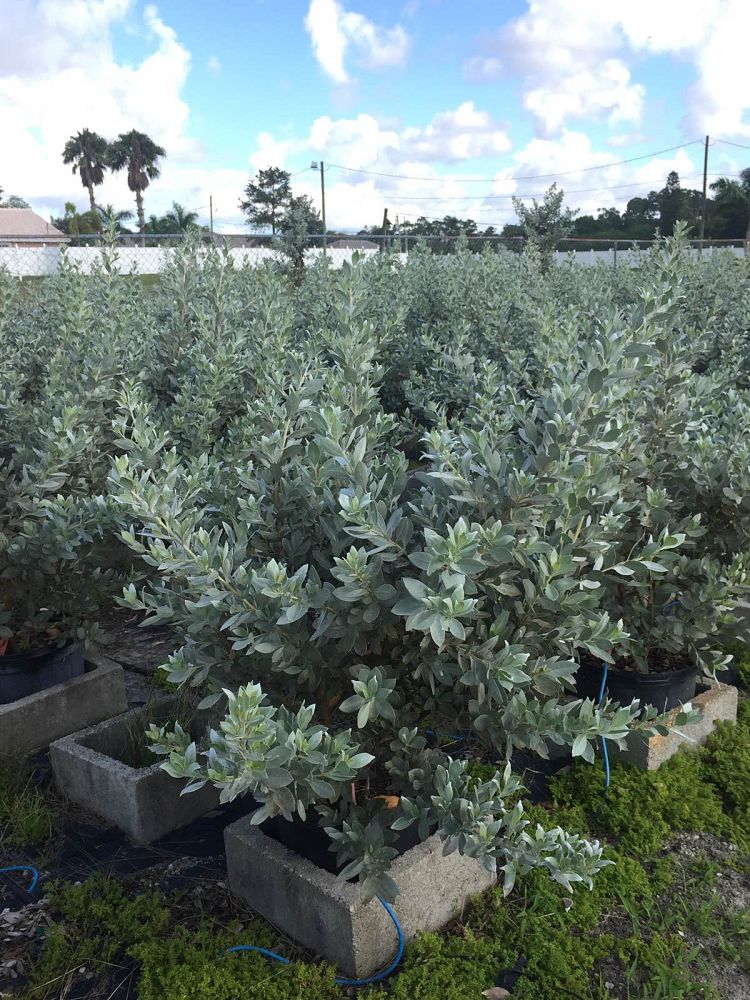 conocarpus-erectus-sericeus-silver-buttonwood