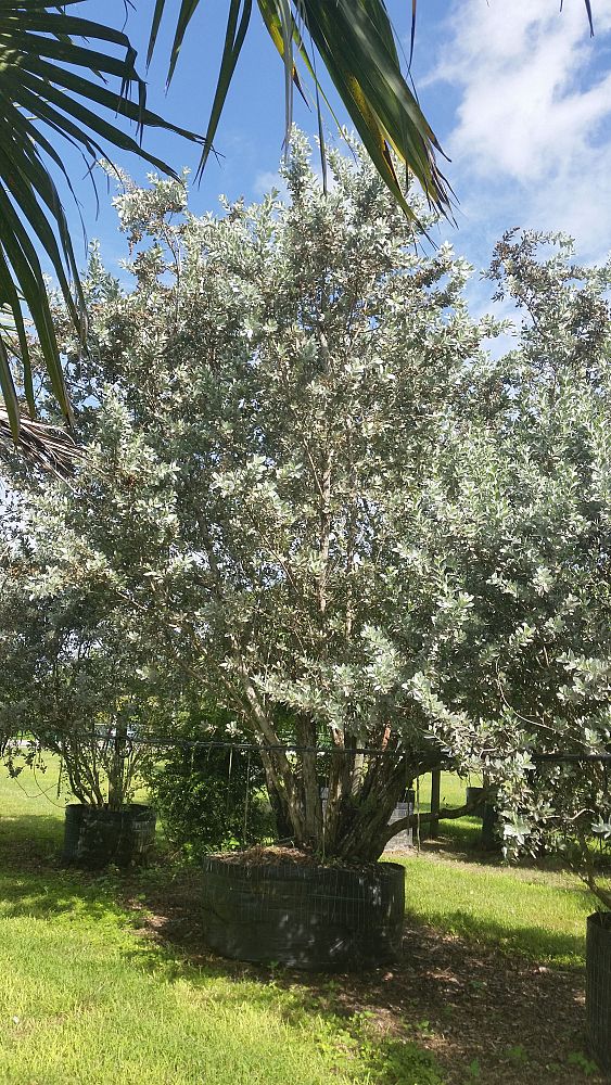 Specimens Galore Inc