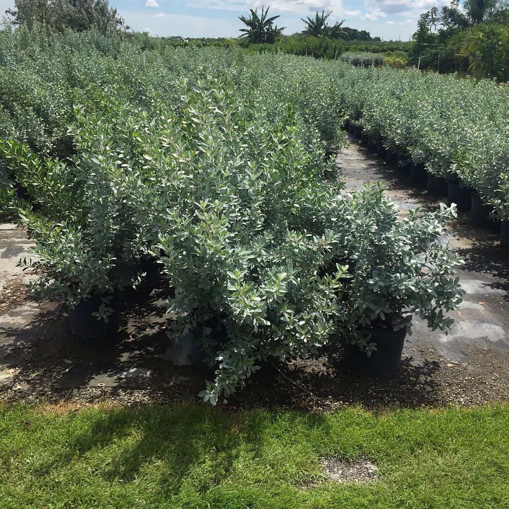 conocarpus-erectus-sericeus-silver-buttonwood