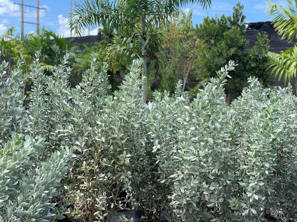 conocarpus-erectus-sericeus-silver-buttonwood