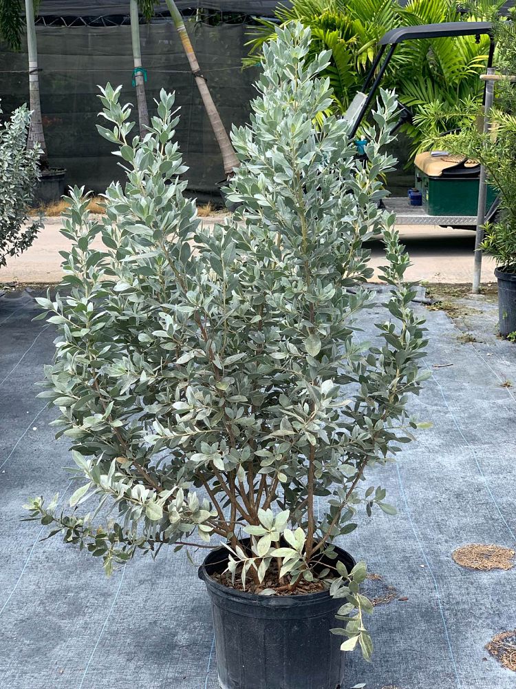 conocarpus-erectus-sericeus-silver-buttonwood