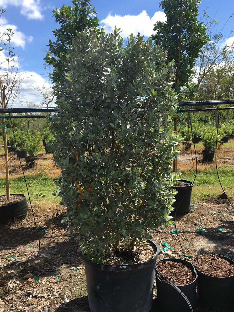 conocarpus-erectus-sericeus-silver-buttonwood