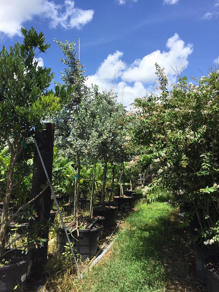 conocarpus-erectus-sericeus-silver-buttonwood