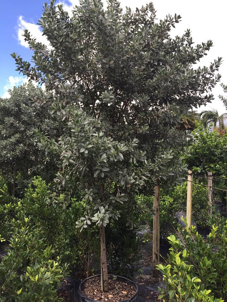 conocarpus-erectus-sericeus-silver-buttonwood