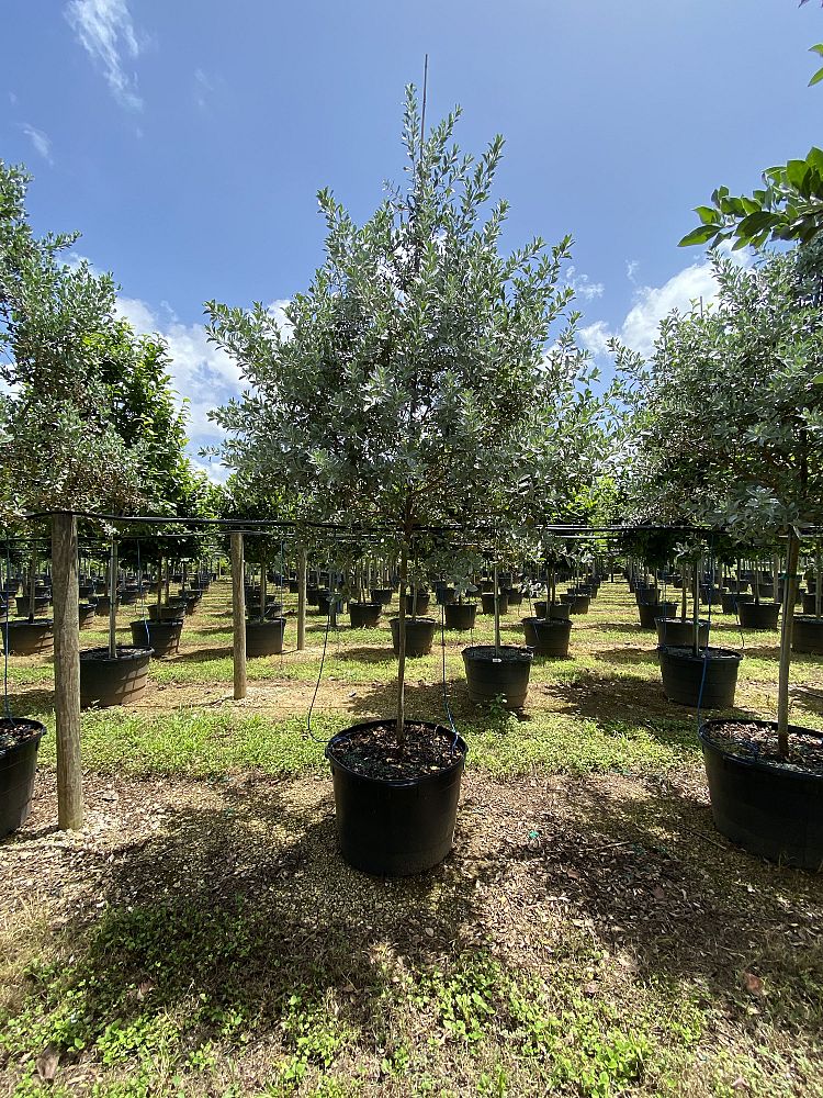 conocarpus-erectus-sericeus-silver-buttonwood