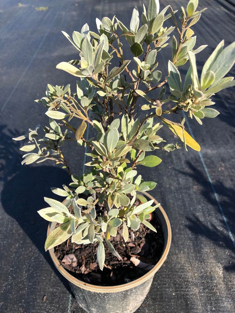 conocarpus-erectus-sericeus-silver-buttonwood