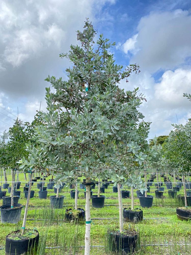 conocarpus-erectus-sericeus-silver-buttonwood
