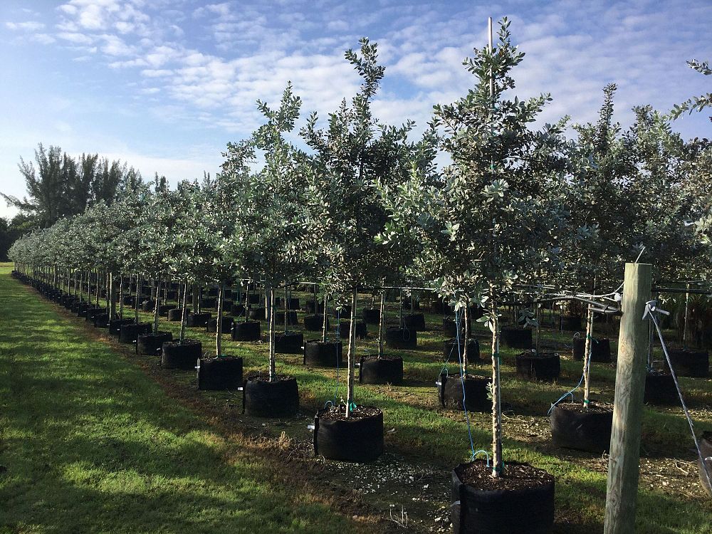 conocarpus-erectus-sericeus-silver-buttonwood