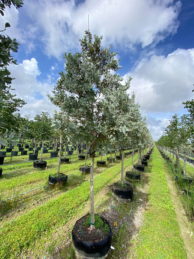 conocarpus-erectus-sericeus-silver-buttonwood