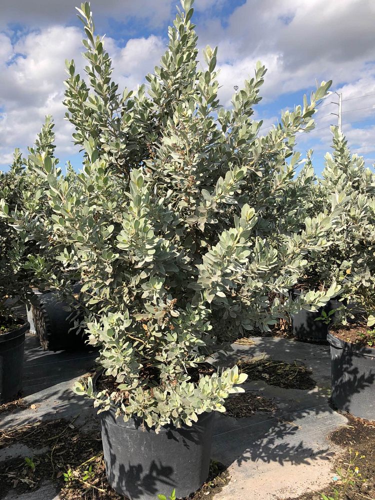 conocarpus-erectus-sericeus-silver-buttonwood