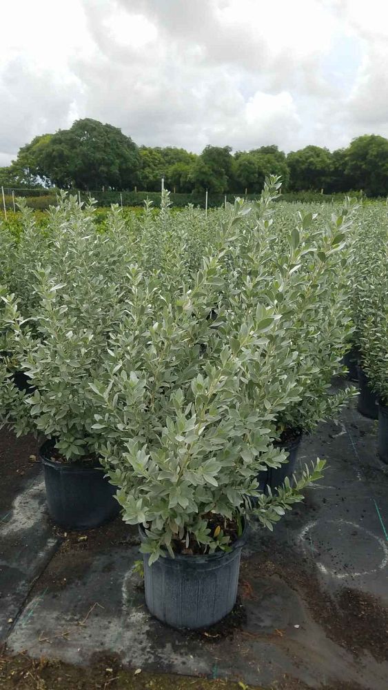 conocarpus-erectus-sericeus-silver-buttonwood