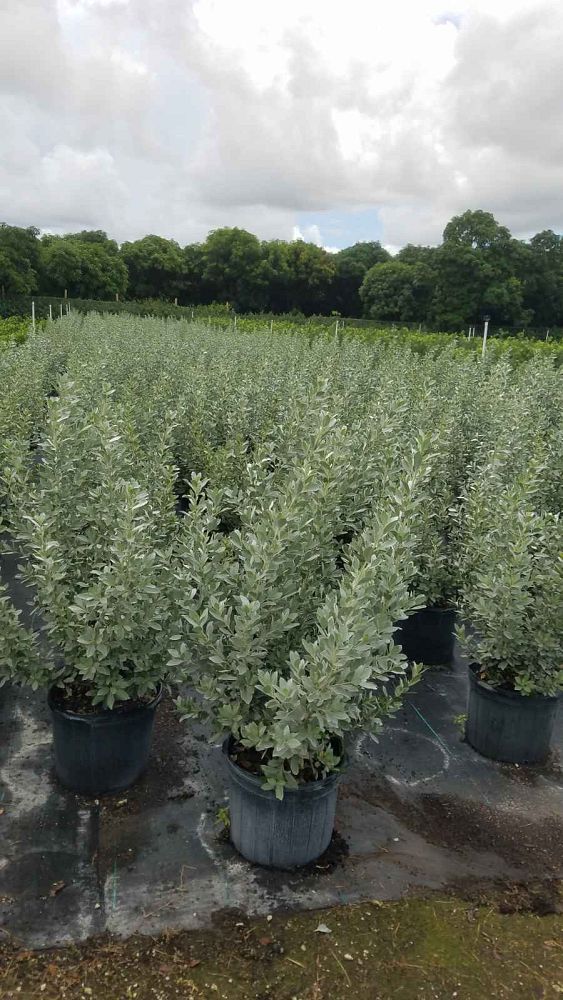 conocarpus-erectus-sericeus-silver-buttonwood