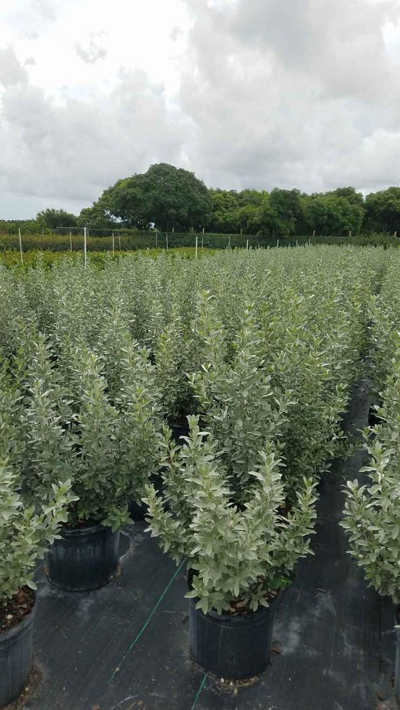 conocarpus-erectus-sericeus-silver-buttonwood