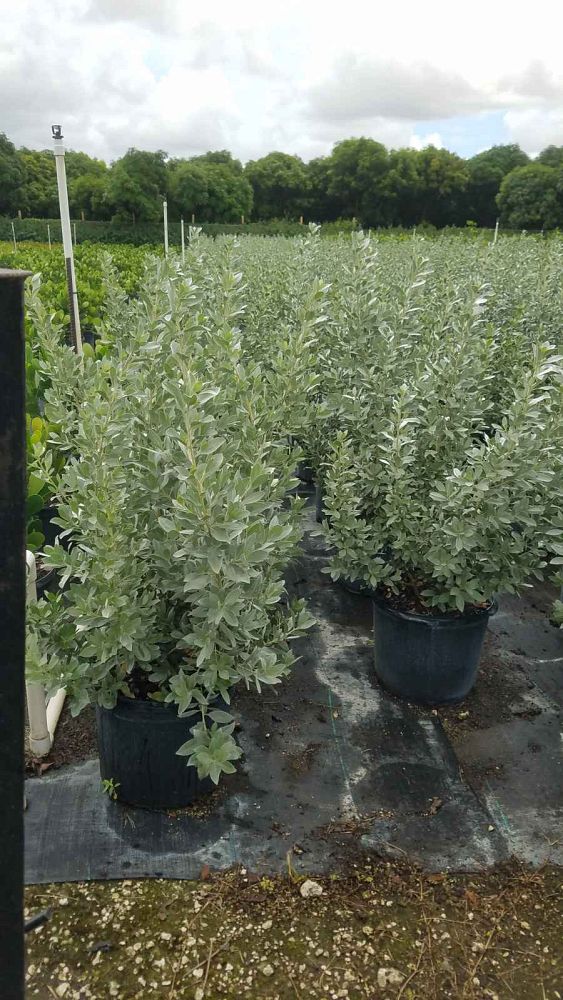 conocarpus-erectus-sericeus-silver-buttonwood