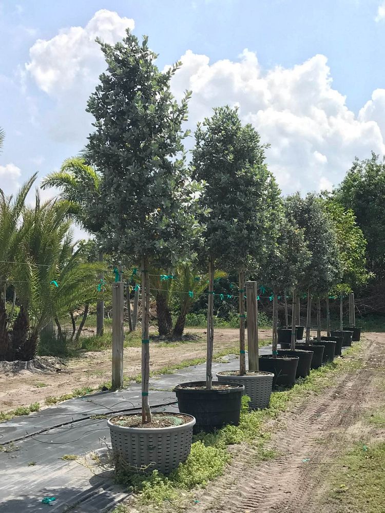 conocarpus-erectus-sericeus-silver-buttonwood