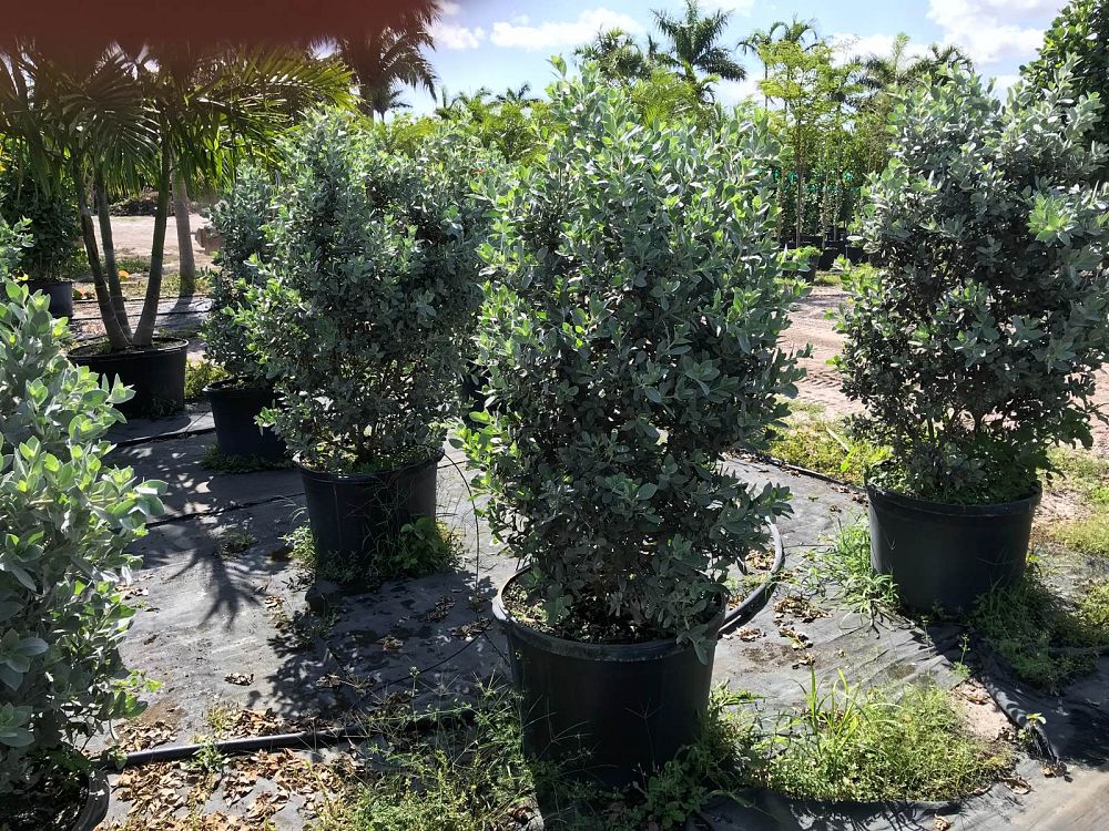 conocarpus-erectus-sericeus-silver-buttonwood