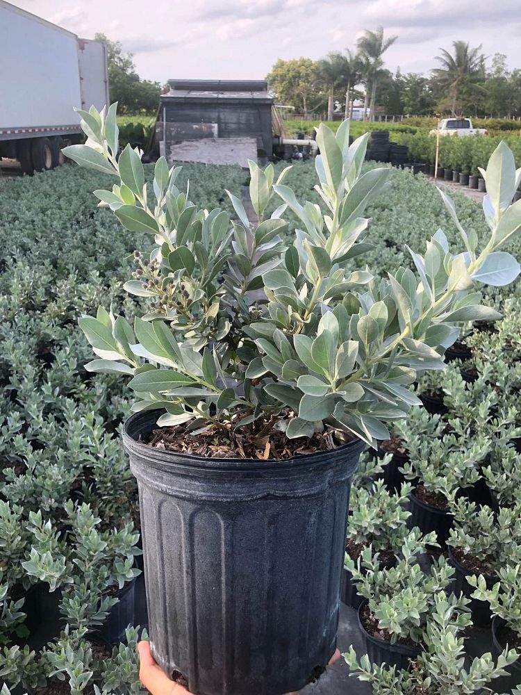 conocarpus-erectus-sericeus-silver-buttonwood