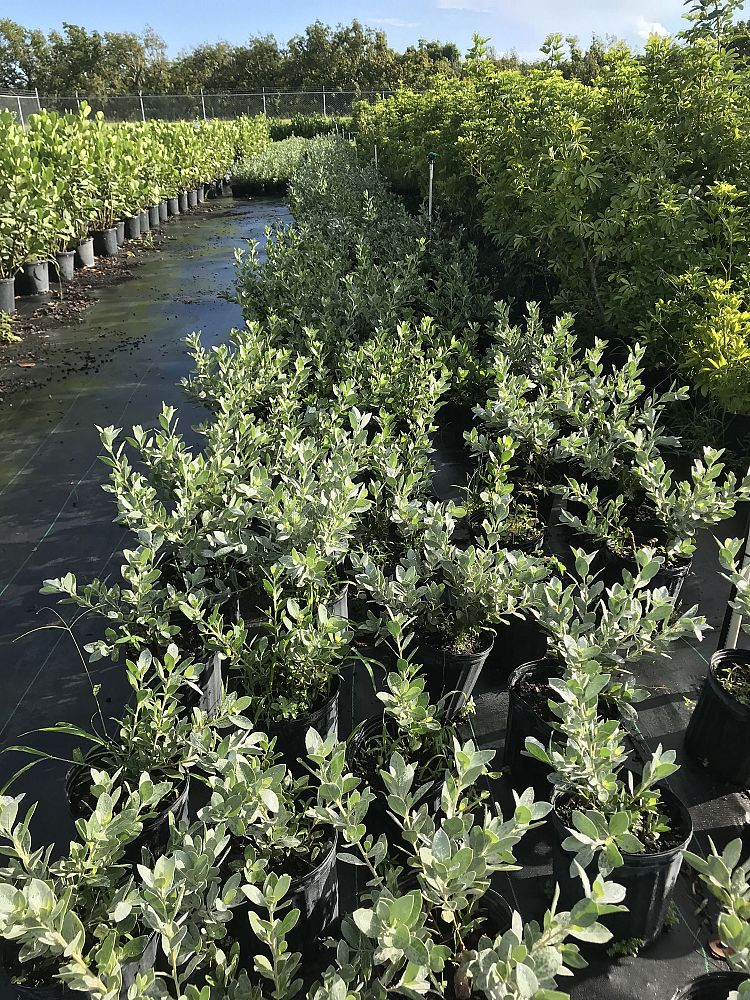 conocarpus-erectus-sericeus-silver-buttonwood