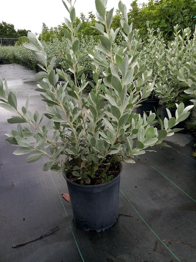 conocarpus-erectus-sericeus-silver-buttonwood