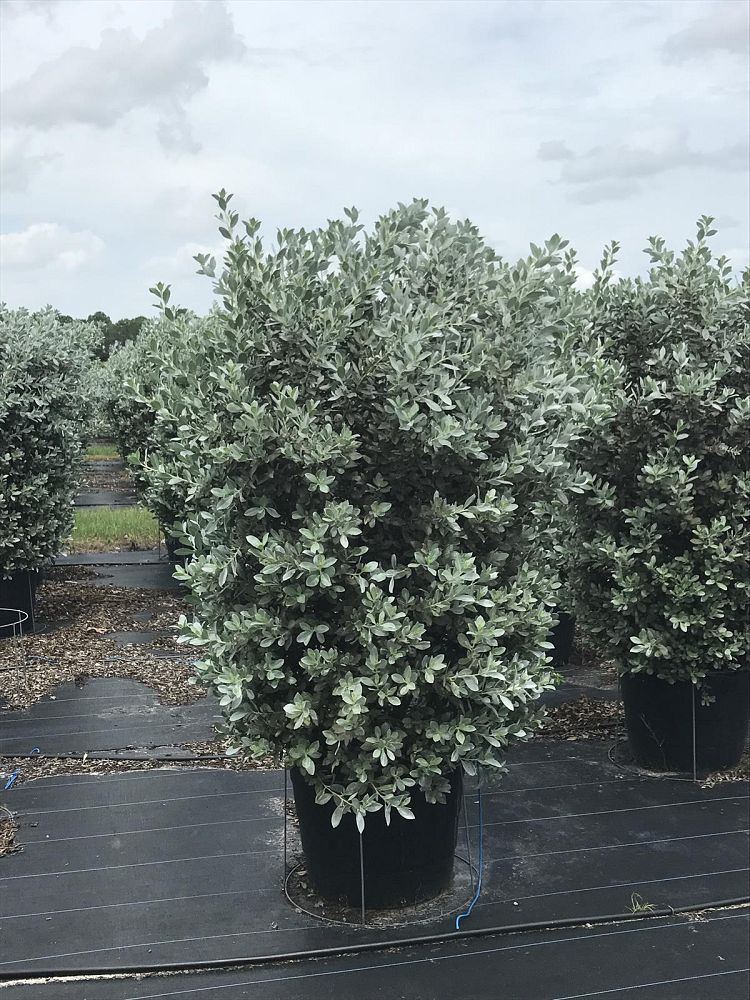 conocarpus-erectus-sericeus-silver-buttonwood