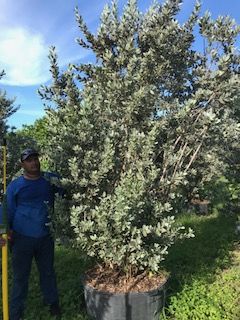 conocarpus-erectus-sericeus-silver-buttonwood