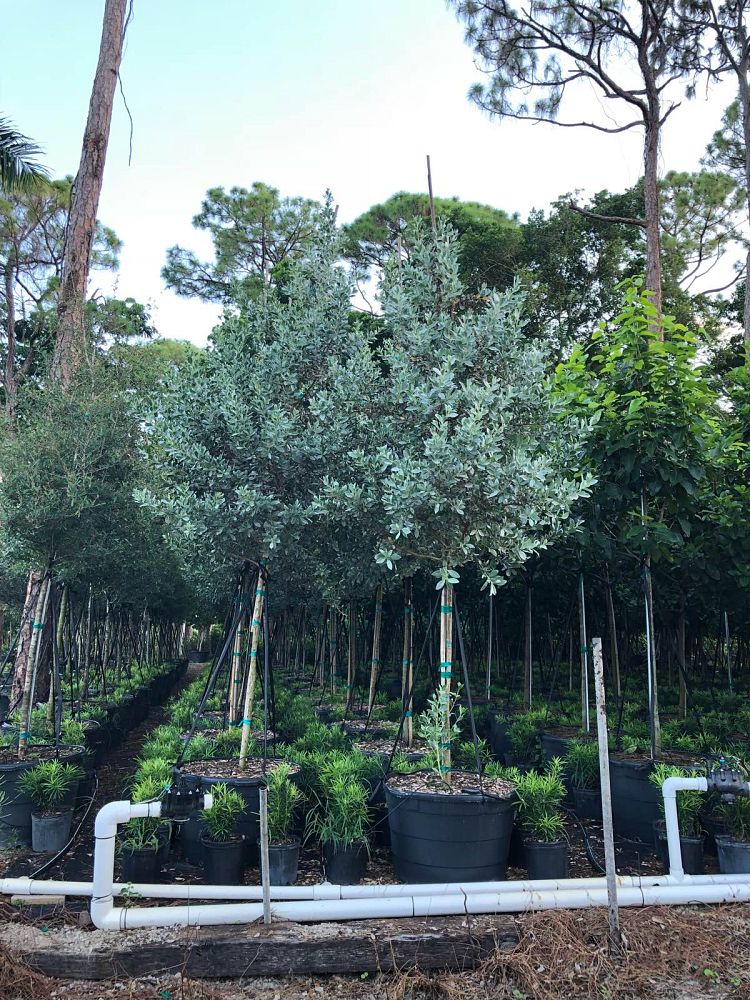 conocarpus-erectus-sericeus-silver-buttonwood