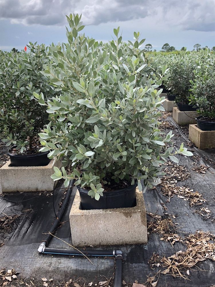 conocarpus-erectus-sericeus-silver-buttonwood