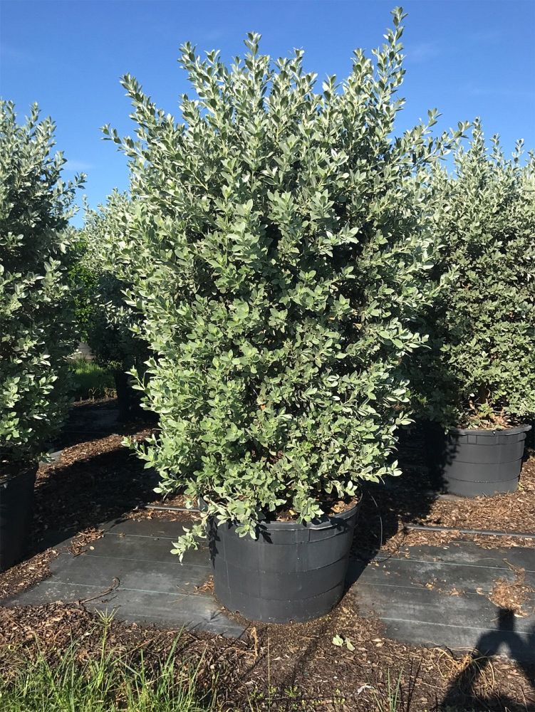 conocarpus-erectus-sericeus-silver-buttonwood