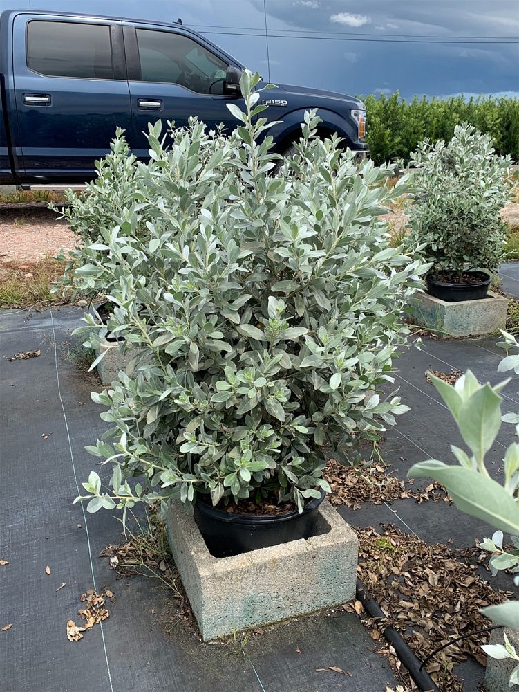 conocarpus-erectus-sericeus-silver-buttonwood