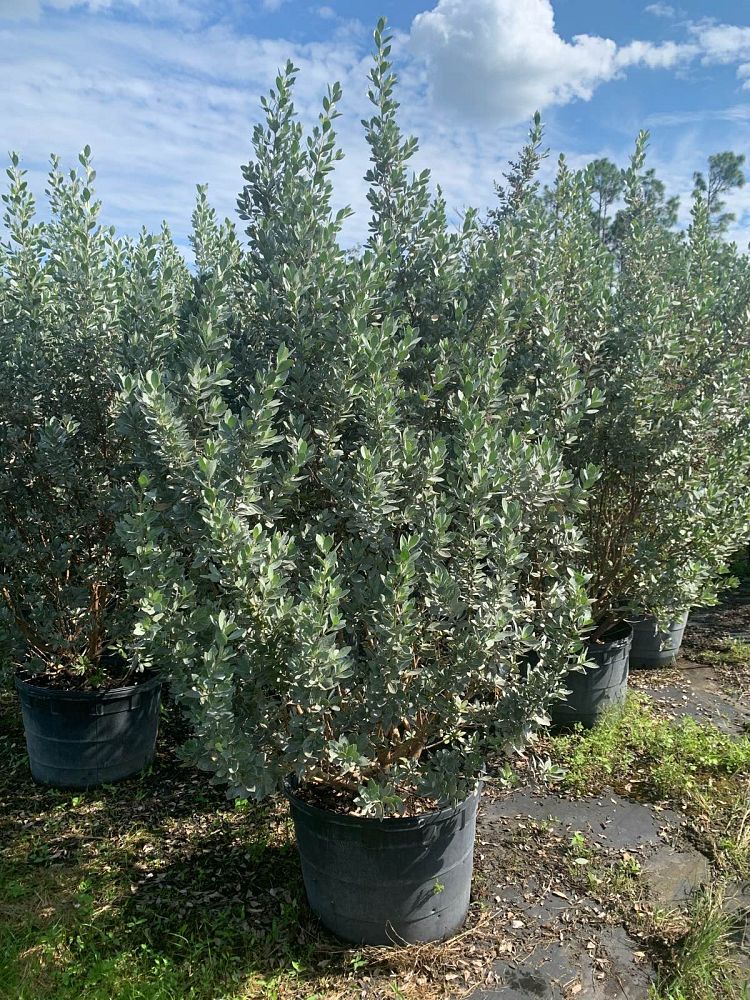 conocarpus-erectus-sericeus-silver-buttonwood