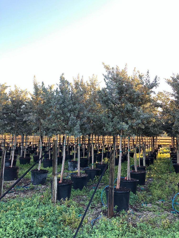 conocarpus-erectus-sericeus-silver-buttonwood