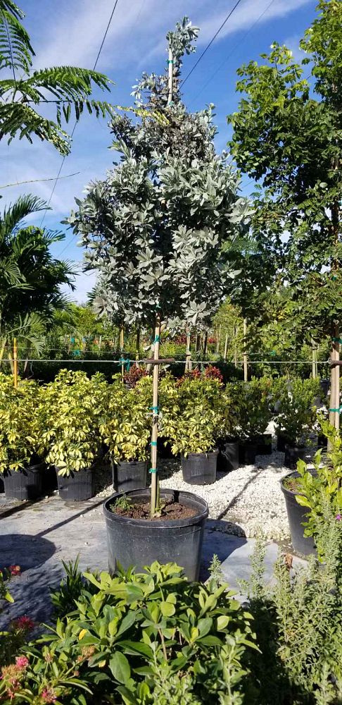 conocarpus-erectus-sericeus-silver-buttonwood