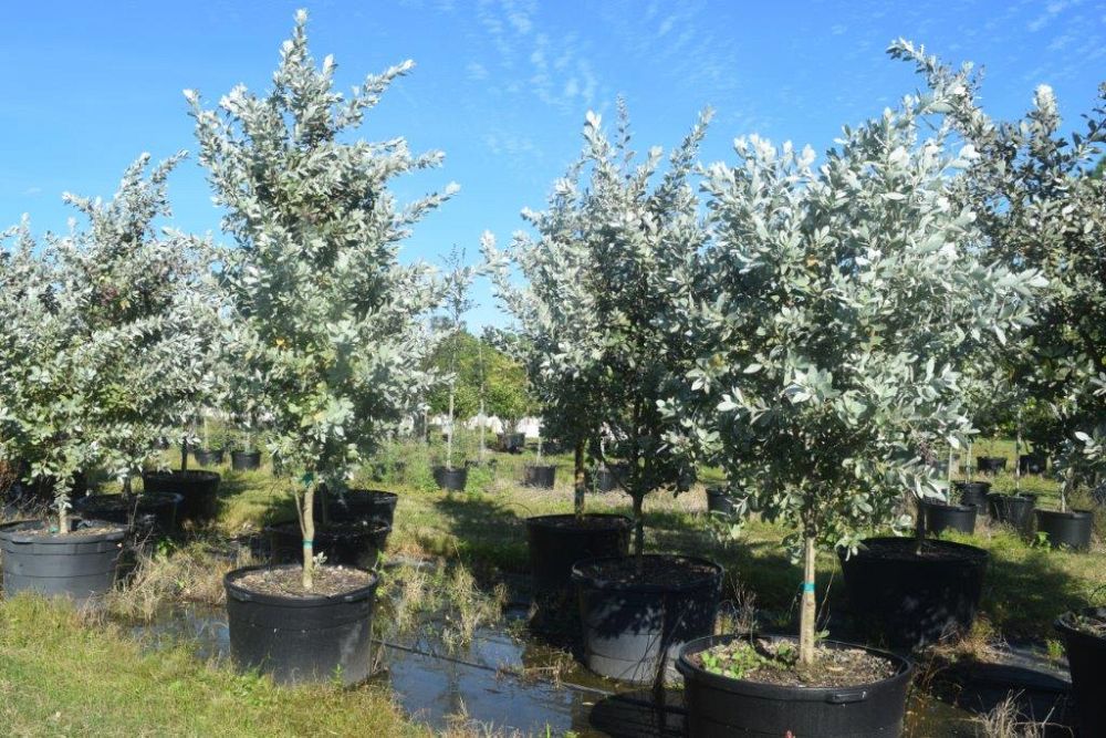 conocarpus-erectus-sericeus-silver-buttonwood