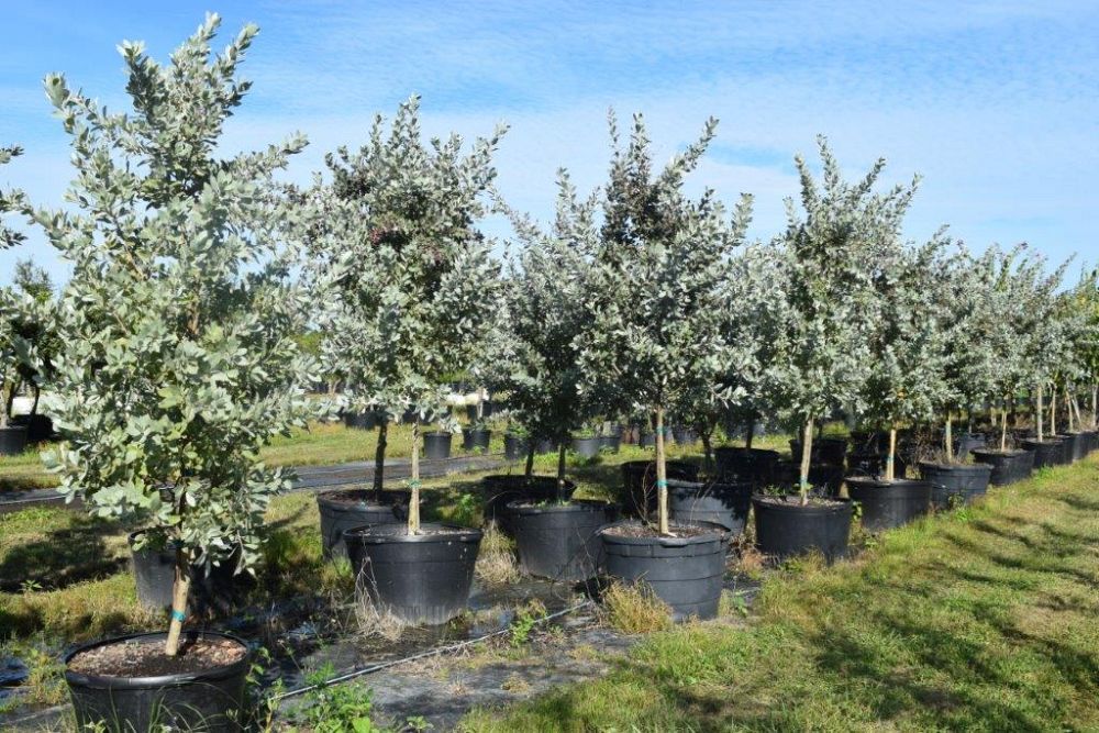 conocarpus-erectus-sericeus-silver-buttonwood