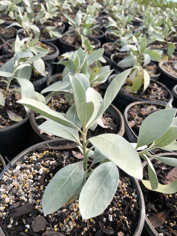 conocarpus-erectus-sericeus-silver-buttonwood