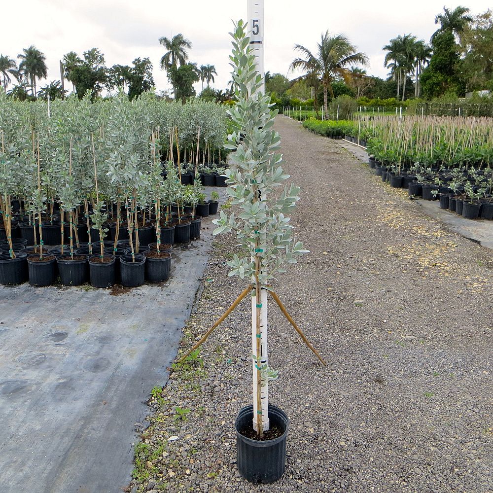 conocarpus-erectus-sericeus-silver-buttonwood