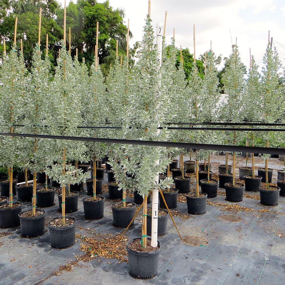 conocarpus-erectus-sericeus-silver-buttonwood