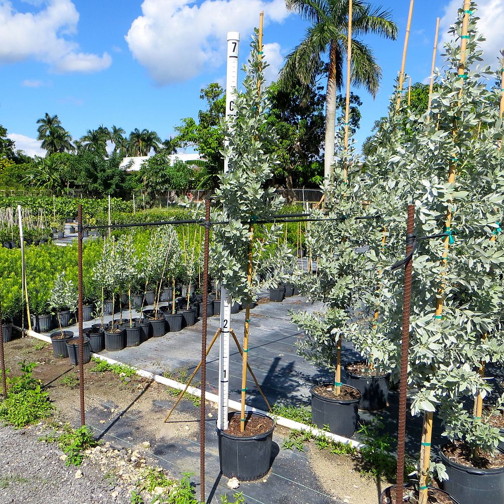 conocarpus-erectus-sericeus-silver-buttonwood