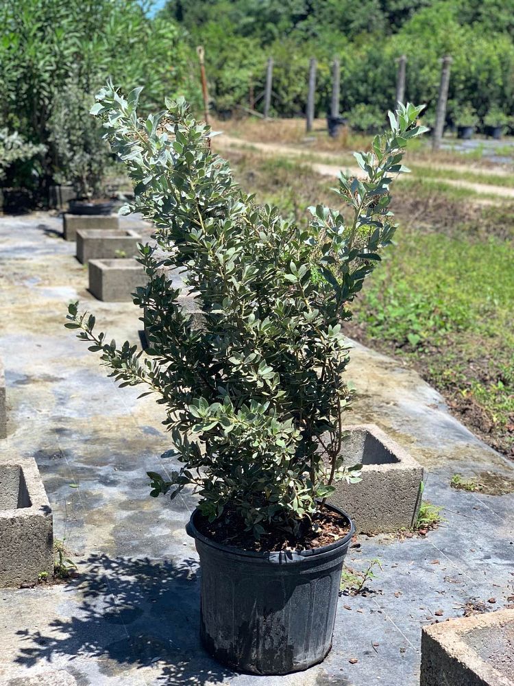 conocarpus-erectus-sericeus-silver-buttonwood