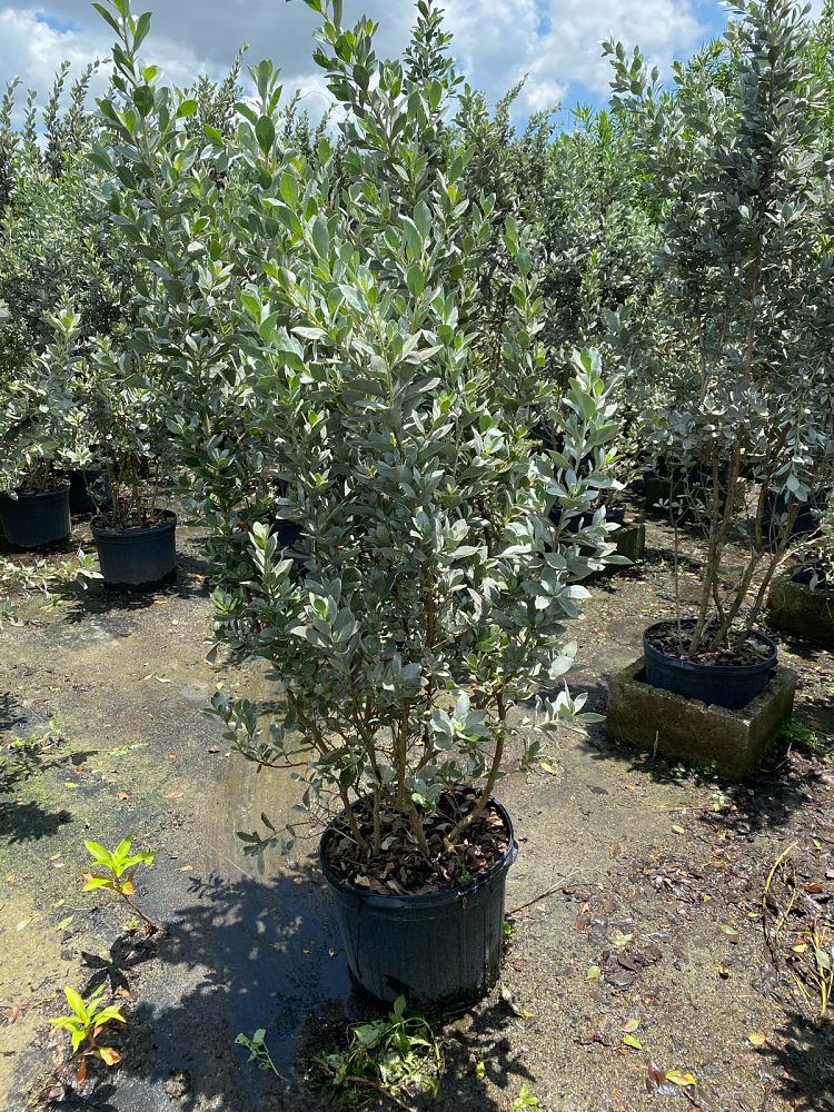 conocarpus-erectus-sericeus-silver-buttonwood