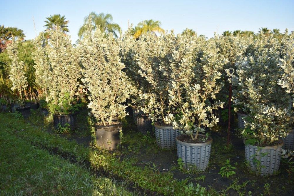 conocarpus-erectus-sericeus-silver-buttonwood