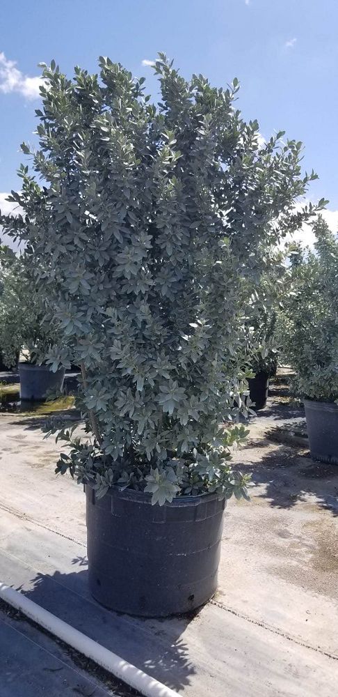 conocarpus-erectus-sericeus-silver-buttonwood