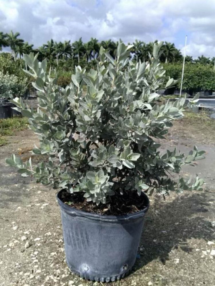 conocarpus-erectus-sericeus-silver-buttonwood