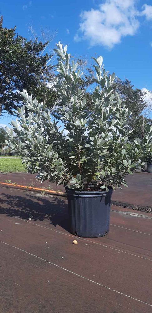 conocarpus-erectus-sericeus-silver-buttonwood