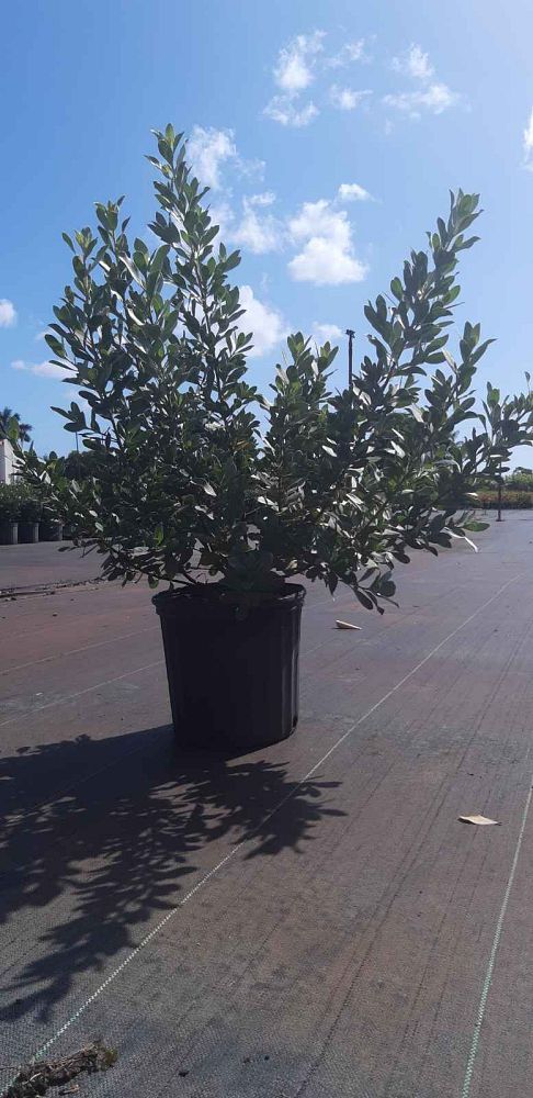 conocarpus-erectus-sericeus-silver-buttonwood