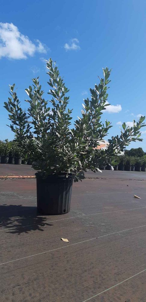conocarpus-erectus-sericeus-silver-buttonwood
