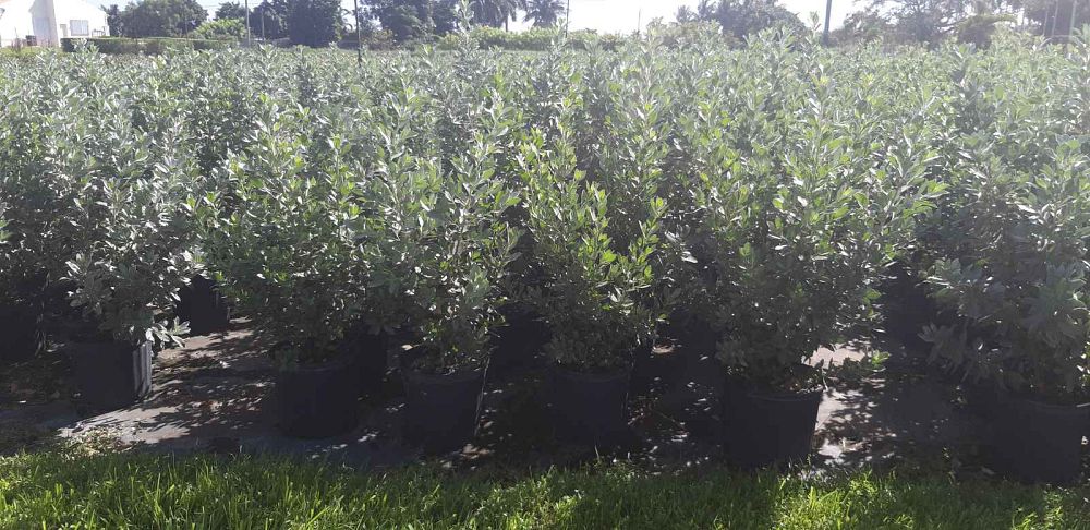 conocarpus-erectus-sericeus-silver-buttonwood